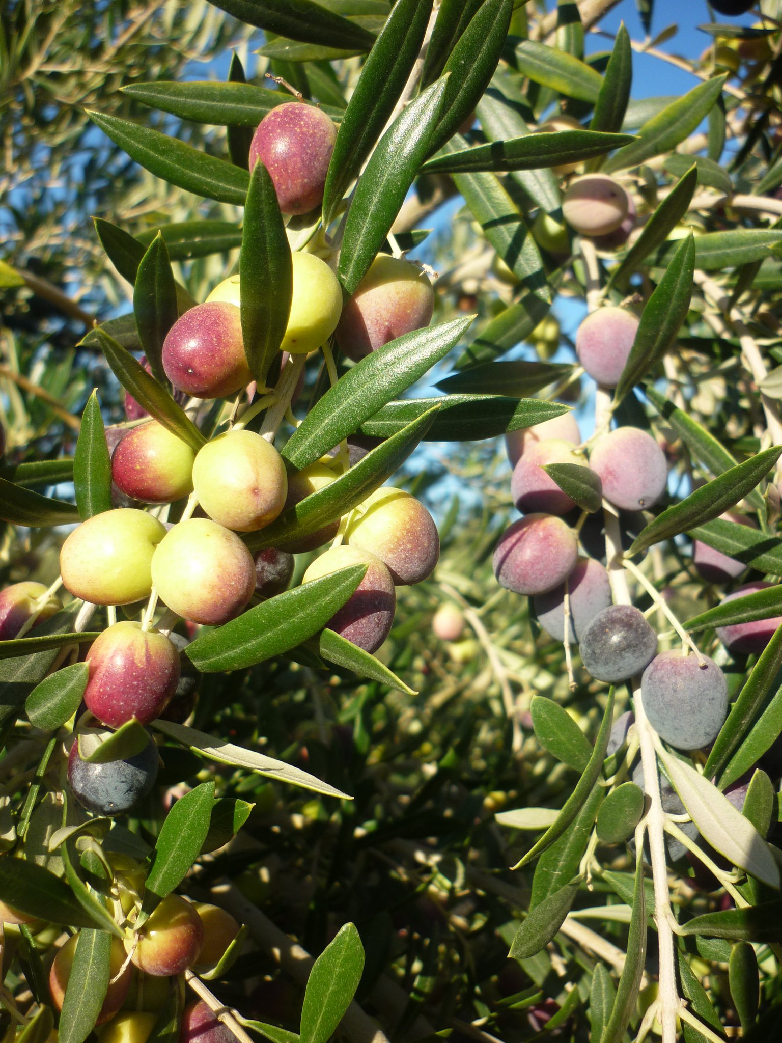 Aceite de Oliva Virgen extra "El Mistol "San juan 500cc - Imagen 2